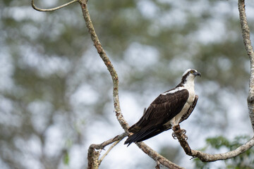 Osprey is perched on a branch in the tropical rainforest