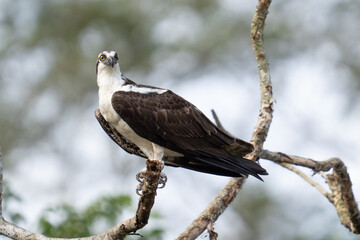 Osprey is perched on a branch in the tropical rainforest