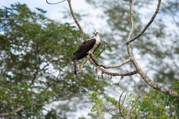 Osprey is perched on a branch in the tropical rainforest