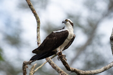 Osprey is perched on a branch in the tropical rainforest