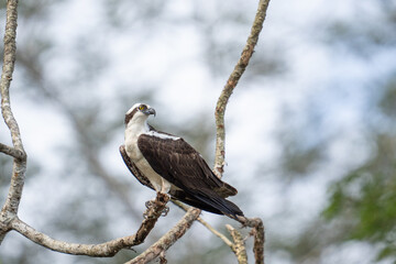 Osprey is perched on a branch in the tropical rainforest