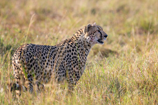 Cheetah standing in the African savannah landscape