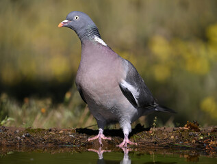 Obraz premium a beautiful wood pigeon (columba palumbus)