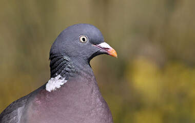 a beautiful wood pigeon (columba palumbus)