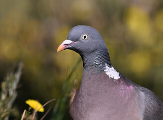 Fototapeta premium a beautiful wood pigeon (columba palumbus)