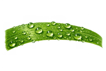 Green grass blade covering with water drops transparent background showing freshness and nature concept
