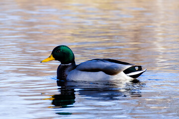 Obraz premium Mallard duck swims in clear water during sunny day in a park