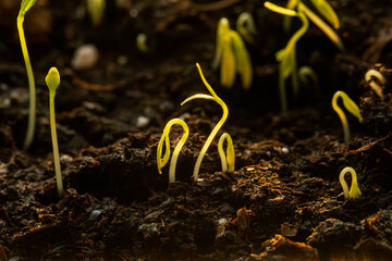 Sprouts emerge from dark soil with sunlight illuminating their growth in a garden setting