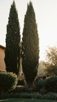 Tall cypress trees in warm sunlight in Mediterranean garden