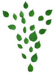 Falling green raspberry leaves on isolated background
