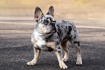 French bulldog with a unique coat stands on a paved surface during daylight hours