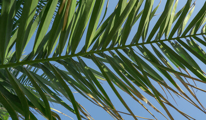 Tropical palm leaves against a clear blue sky, vibrant green foliage in natural sunlight.