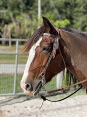 Fototapeta premium portrait of a horse