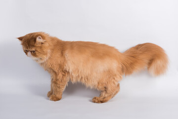 Persian Exotic Longhair cat is on white background