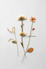 Dried flowers arrangement on white background