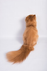 View from back of Persian Exotic Longhair cat is on white background. Fluffy red tail of a cat