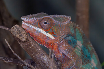 Colorful Chameleon Close-Up on Branch. Detailed close-up of a vibrant chameleon resting on a branch, showcasing textured skin and striking natural colors. © Rui
