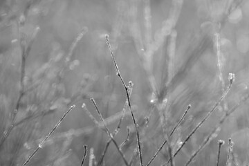 Frost on plants closeup in nature, black and white landscape scene during winter season weather.