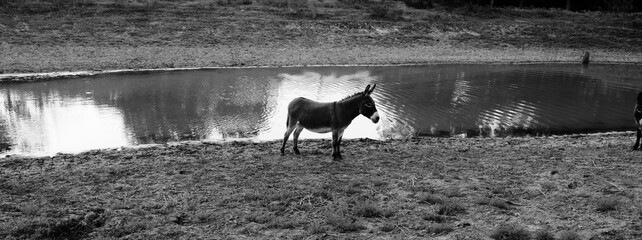 Mini donkey standing by pond water on Texas farm in black and white.