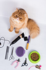 Persian red haired domestic cat grooming supplies grooming tools on white