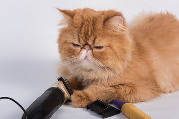 Persian red haired domestic cat grooming supplies grooming tools on white