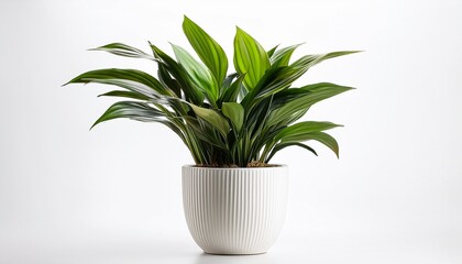 decorative plant in a white pot isolated