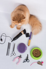 Persian red haired domestic cat grooming supplies grooming tools on white
