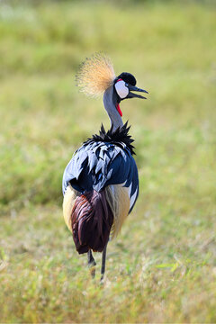 Grey crowned crane walking through grassy plain with open beak looking back, African wildlife