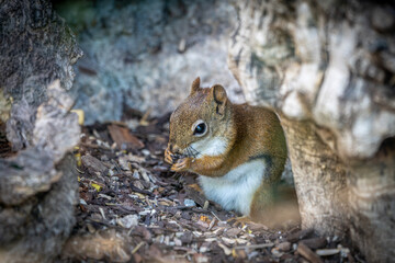 Red Squirrel Eating on Forest Floor.
Red squirrel holding food in a natural woodland setting, captured in a candid wildlife moment.