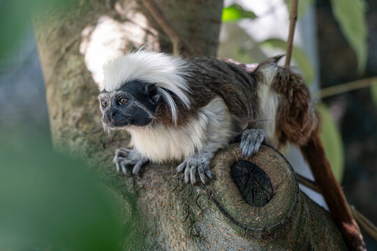 Cotton-Top Tamarin Perched in Tree.
Cotton-top tamarin sitting on a tree branch, highlighting its expressive face and distinctive white crest.
