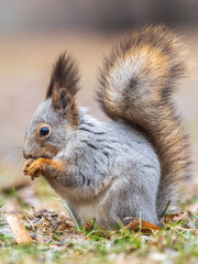Obraz premium Squirrel in autumn or spring with nut on the green grass with fallen yellow leaves