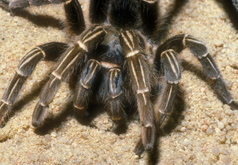 A Striped Knee Tarantula, Aphonopelma seemanni