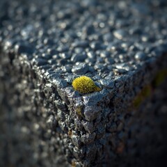 Detailed view of asphalt texture with a patch of moss growing on it. Showing resilience in an urban environment. 