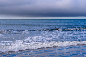Seagull soaring over a serene Russian beach against a dramatic sky