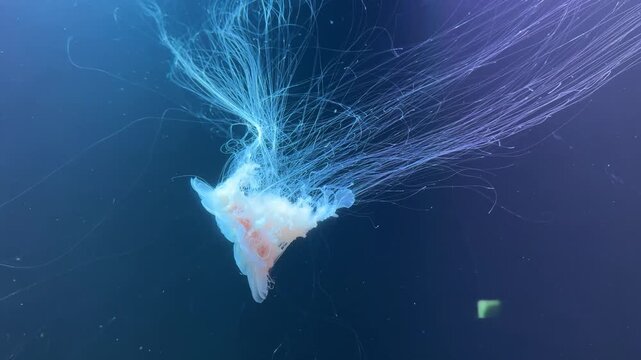 Pacific sea nettle jellyfish Chrysaora fuscescens swimming in deep blue aquarium water with translucent bell orange center, long flowing tentacles creating an elegant marine wildlife and underwater na