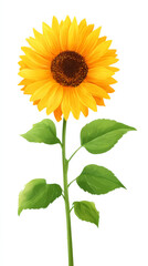 Fototapeta premium Vibrant yellow sunflower bloom in summer garden for nature decor and floral designs