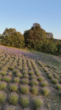 
A smooth FPV drone flight flying low and fast over vast lavender fields during golden hour. The purple flowers create beautiful patterns and textures, offering a cinematic and immersive aerial experi