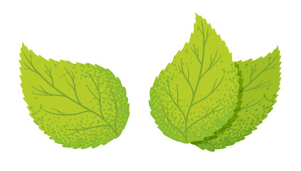 Vector illustration of a green leaf. Vintage set icons of green leaf. Eco friendly style.