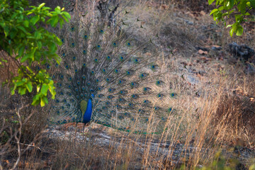 A majestic peacock stands proudly with its vibrant feathers fully fanned out, displaying stunning blue and green eyespots.