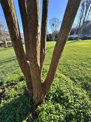 Close-up of Lagerstroemia indica (crape myrtle) tree trunk showing distinctive peeling bark texture in shades of green and brown. Ornamental tree bark detail, natural pattern, botanical texture.