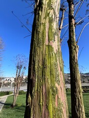 Close-up of Lagerstroemia indica (crape myrtle) tree trunk showing distinctive peeling bark texture in shades of green and brown. Ornamental tree bark detail, natural pattern, botanical texture.
