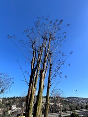 Lagerstroemia indica (crape myrtle) tree in winter with its dried seeds and branches against a clear blue sky. Deciduous ornamental tree, urban landscaping plant, seasonal change, nature.