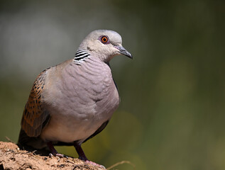 Obraz premium a beautiful european turtle dove in spain