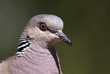a beautiful european turtle dove in spain