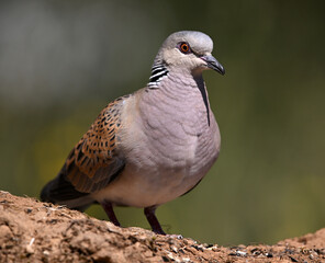 Obraz premium a beautiful european turtle dove in spain