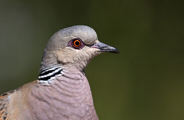 Fototapeta premium a beautiful european turtle dove in spain