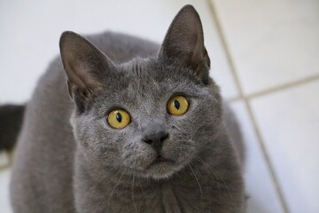 Close-up of the head of a small grey Chartreux kitten sitting on the ground and looking into the camera