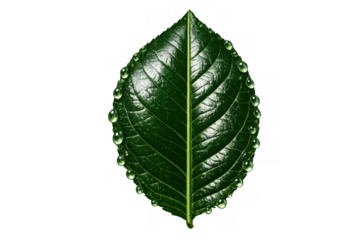 Green leaf with fresh water drops symbolizing nature, growth, ecology, and purity on transparent background