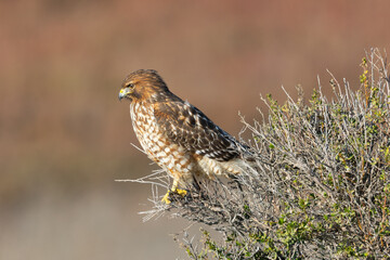 red-tailed hawk perched, seen in the wild in  North California
