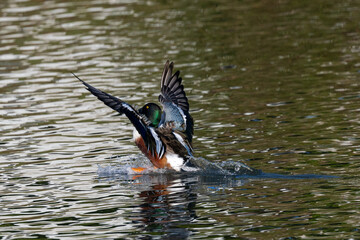 Colorful male Northern shoveler landing in beautiful light, seen in the wild in North California